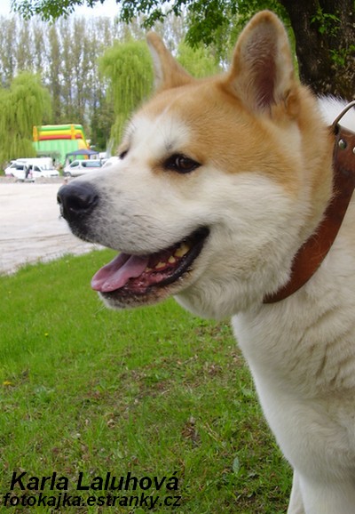 Akita inu.jpg
